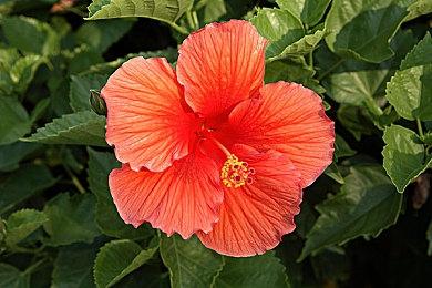 Paradox终极生存模拟游戏《Surviving the Aftermath》介绍